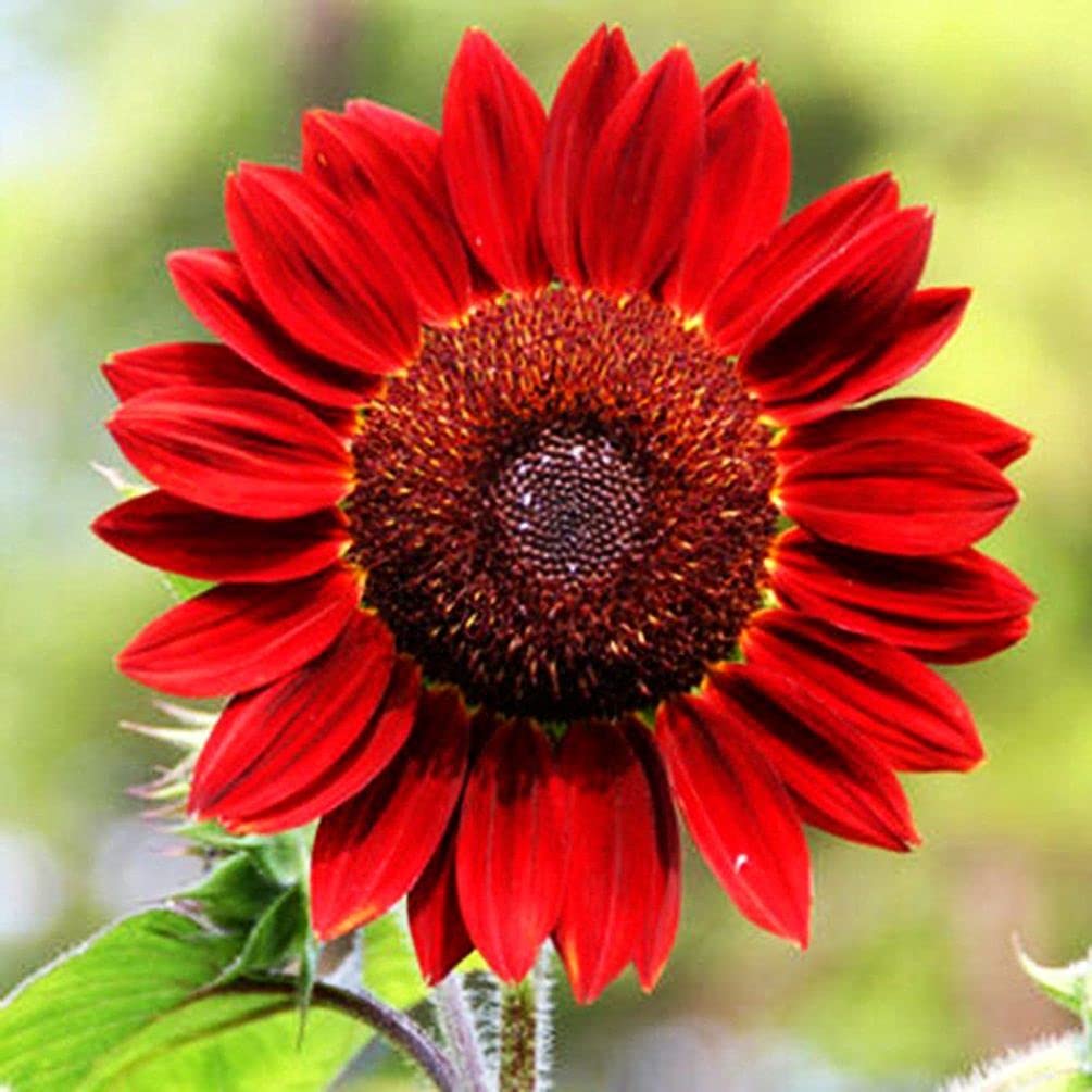 Flower Rare Seeds Mix Pack Varieties Pink Purple Sun for Planting